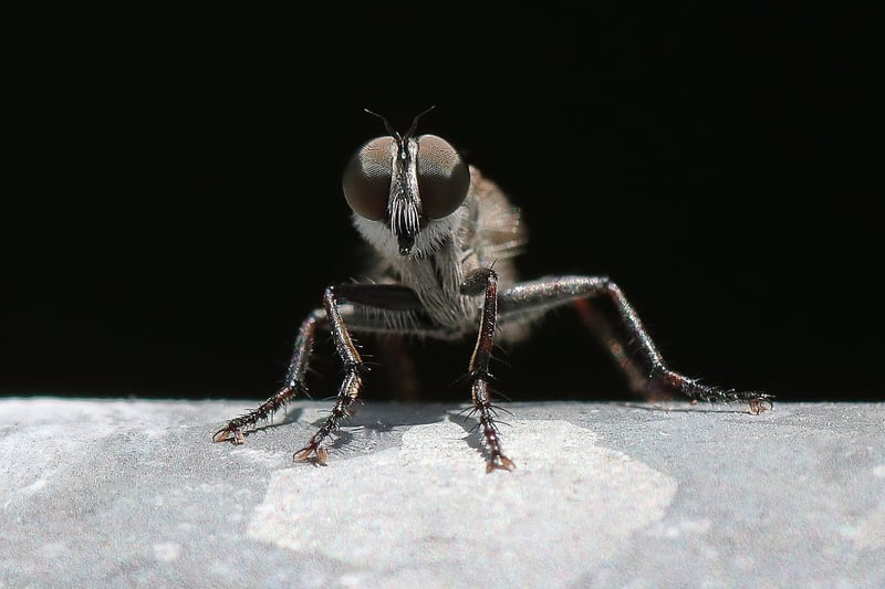 Speculations Fly